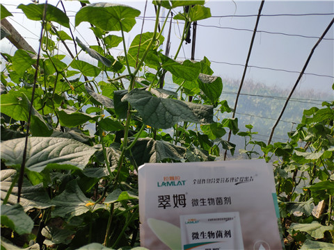 水溶肥，拉姆拉，翠姆