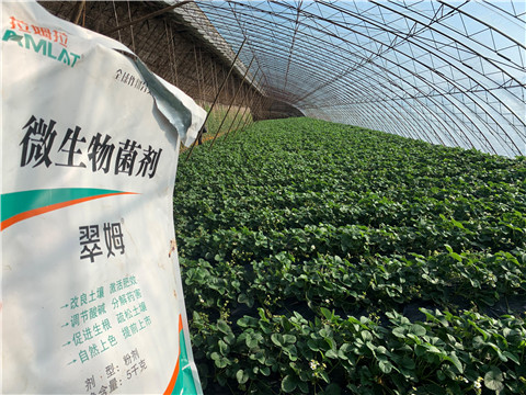 微生物菌劑，拉姆拉，翠姆