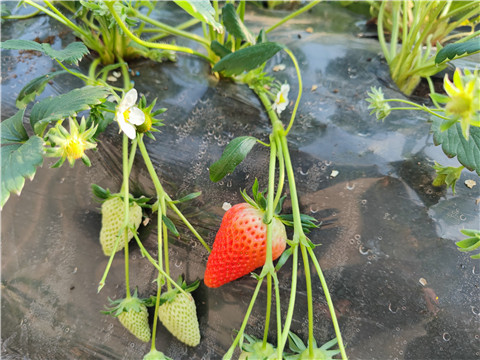 微生物菌劑，拉姆拉，翠姆