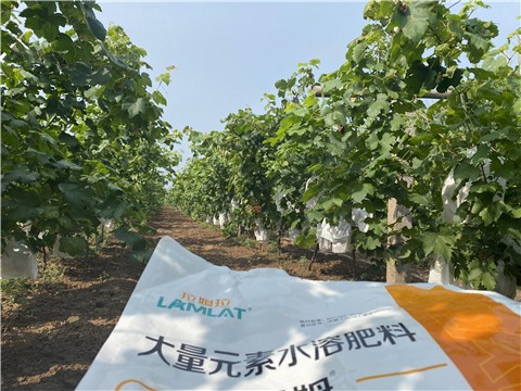 大量元素水溶肥，拉姆拉，翠姆