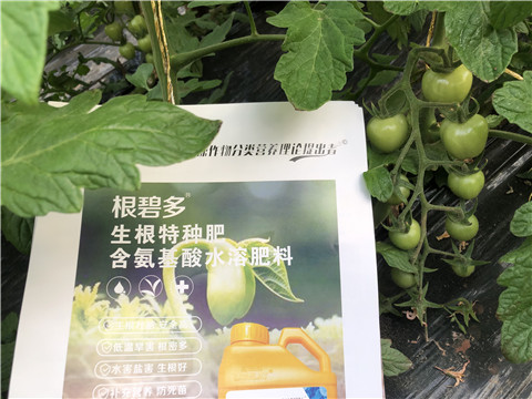 水溶肥，拉姆拉，翠姆