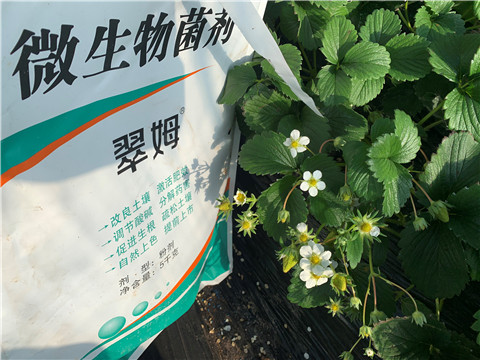 微生物菌劑，拉姆拉，翠姆