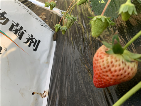 微生物菌劑，拉姆拉，翠姆