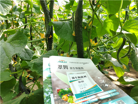 水溶肥，拉姆拉，翠姆