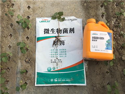 葉面肥，拉姆拉，翠姆