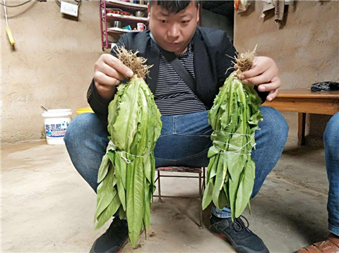 水溶肥，拉姆拉，翠姆