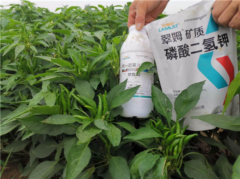 水溶肥，拉姆拉，翠姆