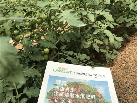 水溶肥，拉姆拉，翠姆