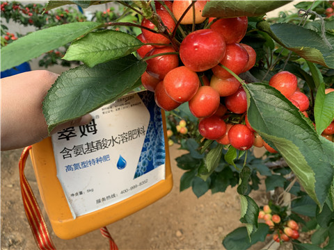 水溶肥，拉姆拉，翠姆