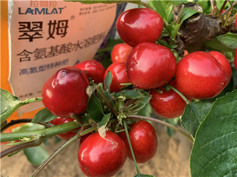 水溶肥，拉姆拉，翠姆