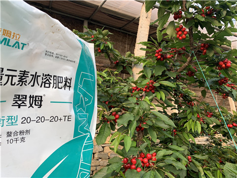 大量元素水溶肥，拉姆拉，翠姆