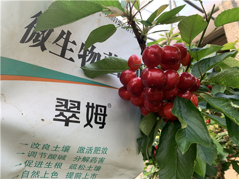 水溶肥，拉姆拉，翠姆
