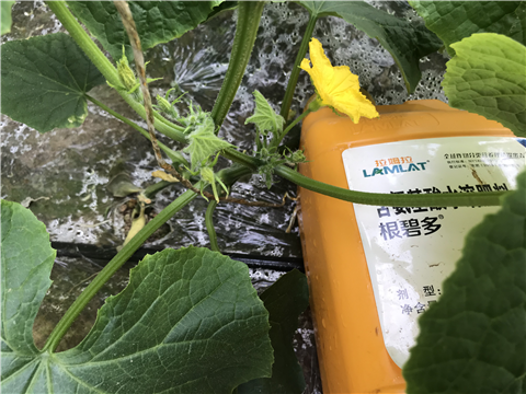 水溶肥，拉姆拉，翠姆