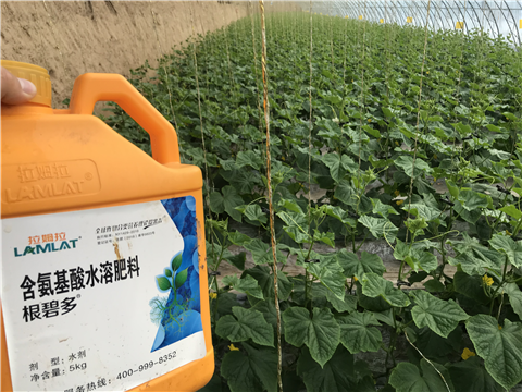 水溶肥，拉姆拉，翠姆