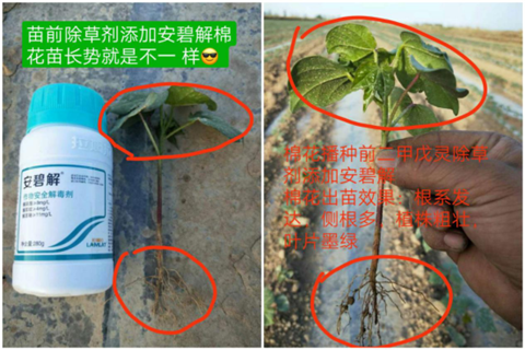 安碧解，拉姆拉，翠姆