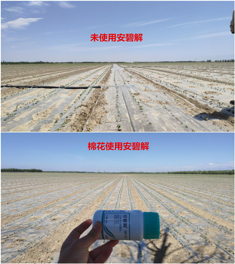 安碧解，拉姆拉，翠姆