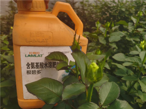 生根劑，拉姆拉，翠姆