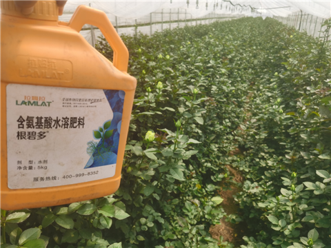 生根劑，拉姆拉，翠姆