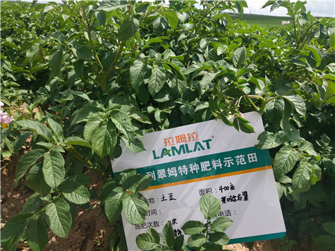 安碧解，拉姆拉，翠姆