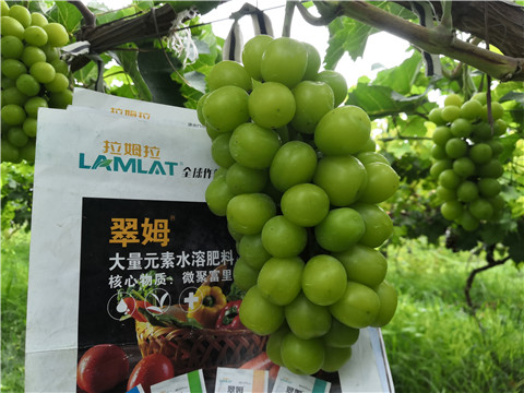 水溶肥，拉姆拉，翠姆