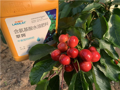 水溶肥，拉姆拉，翠姆
