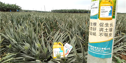 水溶肥，拉姆拉，翠姆