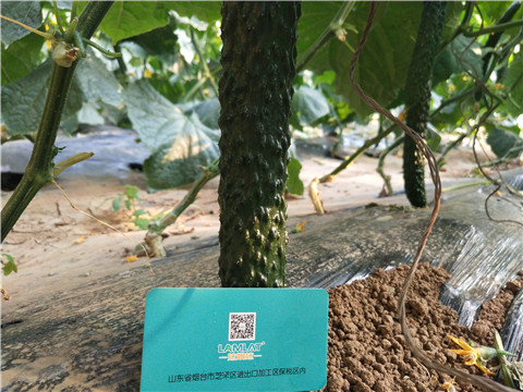 小分子有機(jī)碳，拉姆拉，翠姆