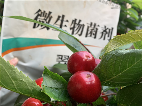 微生物菌劑，拉姆拉，翠姆