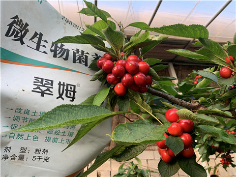 微生物菌劑，拉姆拉，翠姆
