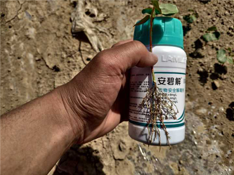 水溶肥，拉姆拉，翠姆