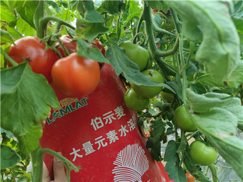 水溶肥，拉姆拉，伯示麥