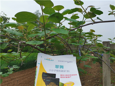 小分子有機碳，拉姆拉，翠姆