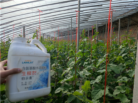水溶肥，拉姆拉，翠姆