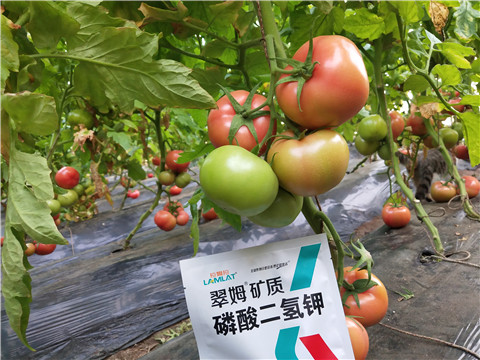 磷酸二氫鉀，拉姆拉，翠姆