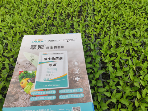 水溶肥，拉姆拉，翠姆