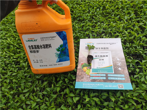 水溶肥，拉姆拉，翠姆