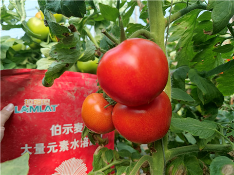 水溶肥，拉姆拉，伯示麥 