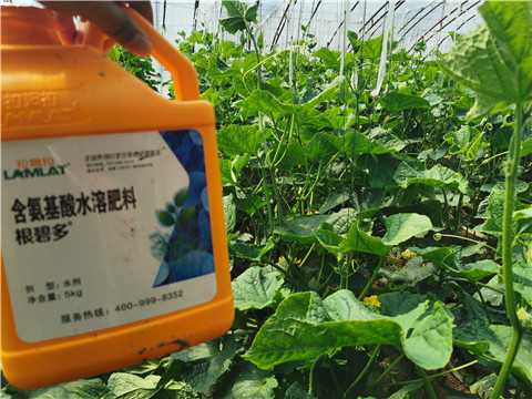 水溶肥，拉姆拉，翠姆