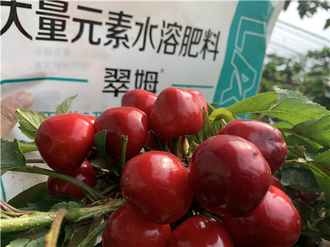 水溶肥，拉姆拉，翠姆