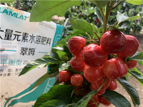 水溶肥，拉姆拉，翠姆