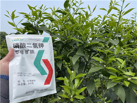葉面肥，拉姆拉，翠姆