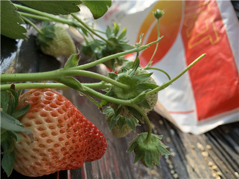 草莓施肥管理，拉姆拉，翠姆