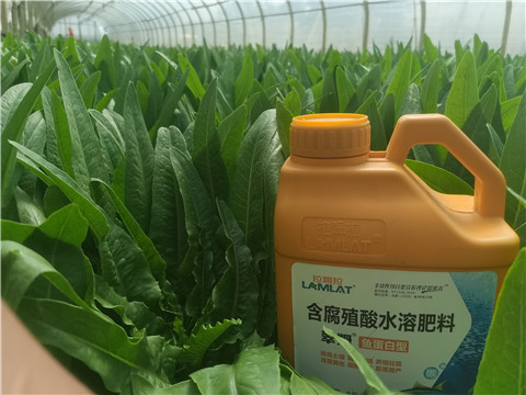 沖施肥，拉姆拉，翠姆