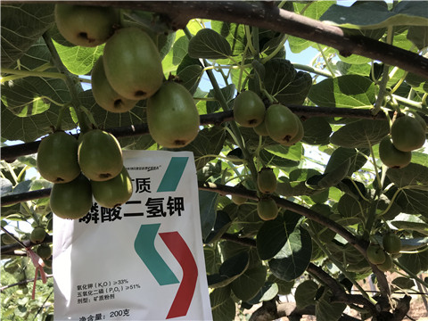 水溶肥，拉姆拉，翠姆