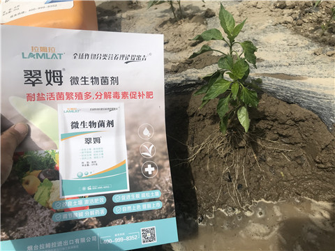 辣椒，拉姆拉，翠姆