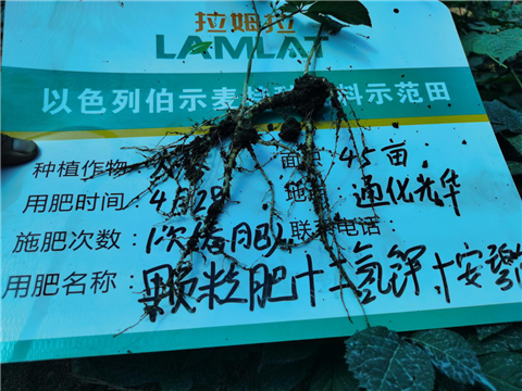 水溶肥，拉姆拉，翠姆
