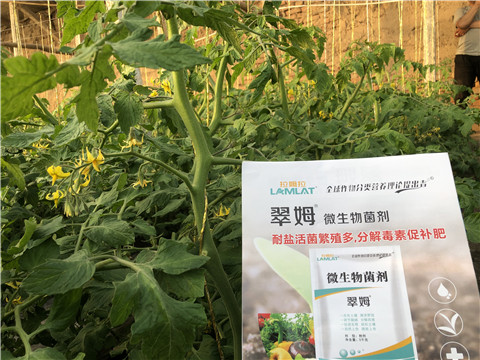 微生物菌劑，翠姆，拉姆拉