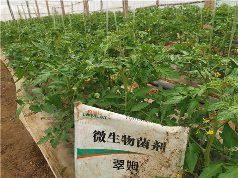 微生物菌劑，翠姆，拉姆拉