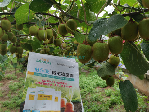 生根劑，翠姆，拉姆拉