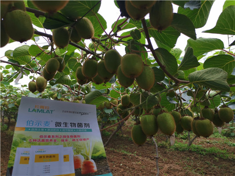 水溶肥，伯示麥，拉姆拉